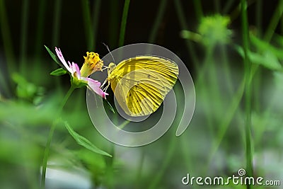 Eurema hecabe, theÂ common grass yellow,is a smallÂ pieridÂ butterflyÂ species found in Asia, Africa andÂ Australia. Stock Photo